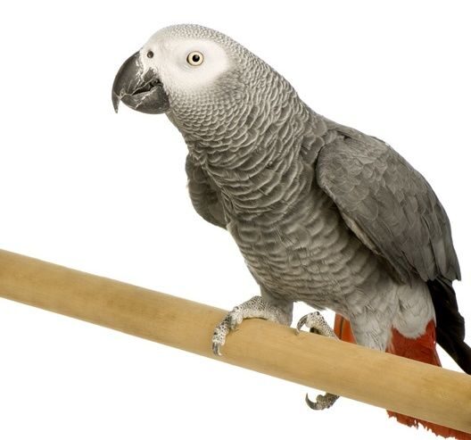 попугаи жако