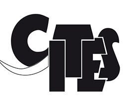 серый попугай